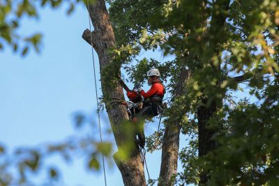Worker Up In The Tree Cutting It Down
