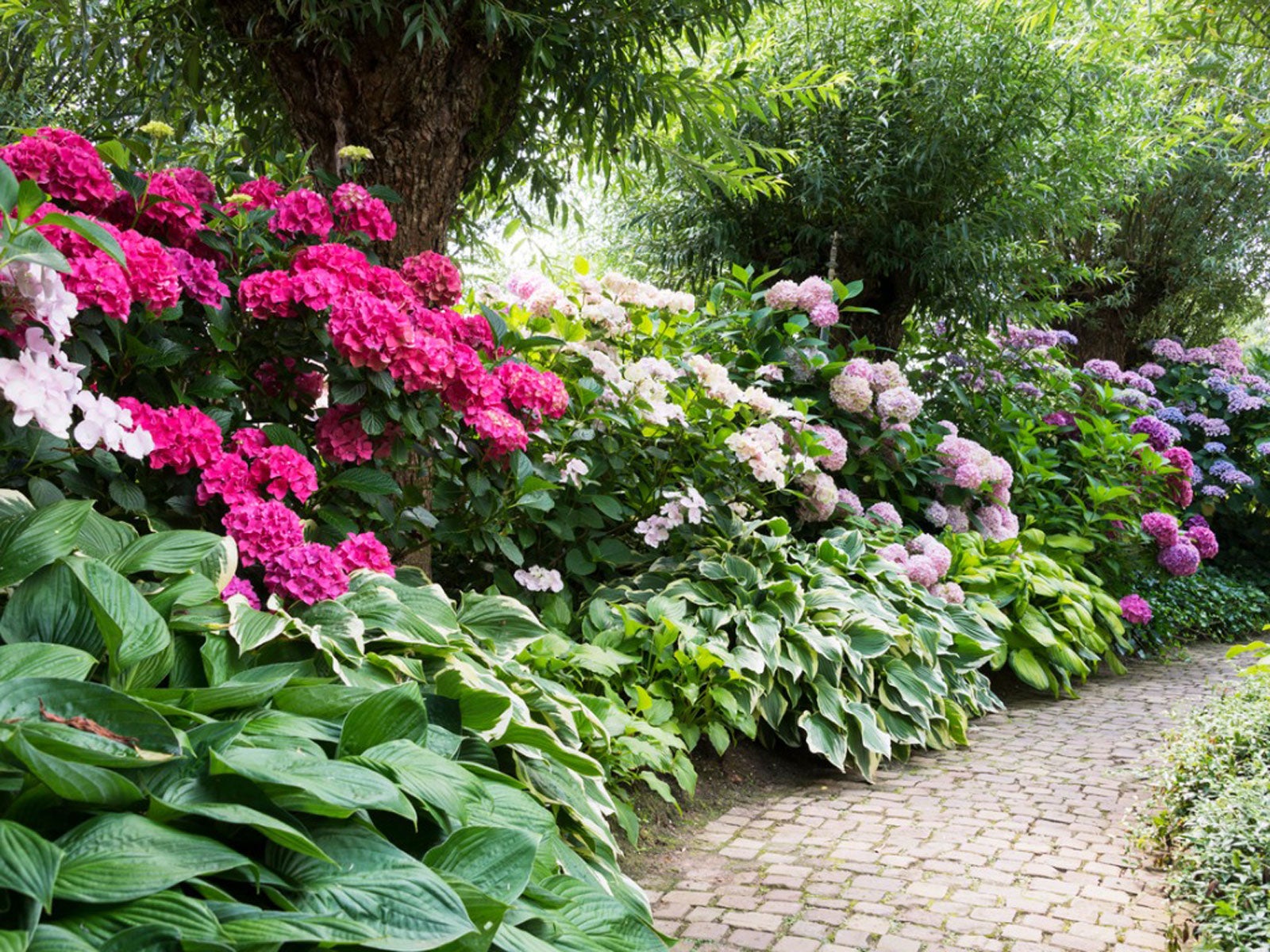 Planting Near Rhododendrons – Rhododendron And Azalea Companions