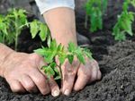 Hands Planting Tiny Plants Into Soil