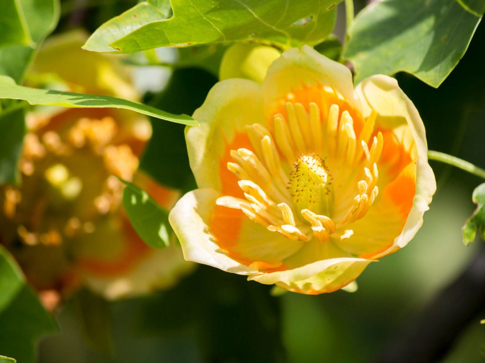 Tulip Tree Won T Flower How Long Until Tulip Trees Bloom,Grandmother Of The Bride Dresses