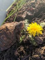 Turtle Next To A Dandelion Flower