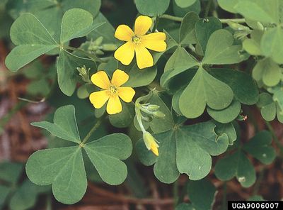 Yellow Woodsorrel Sourgrass Plant