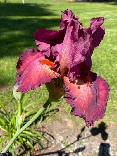 Stunning Bearded Iris Flower