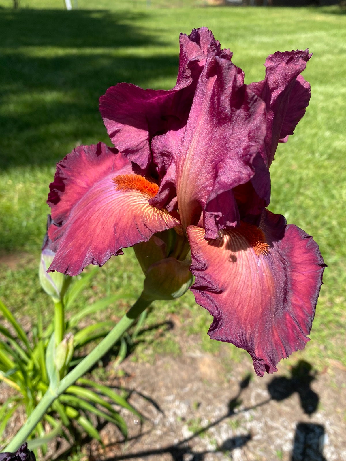 htbearded iris care – learn about growing bearded iris flowers