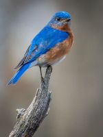 Bluebird Perched On Piece Of Wood