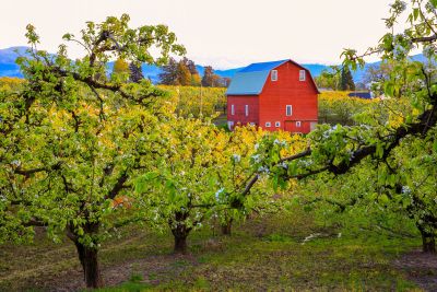 Orchard Of Fruit Trees With A Red Barn