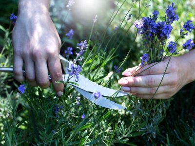 Hands Cutting Lavender Plants