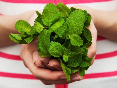 Hands Holding A Bundle Of Mint Leaves