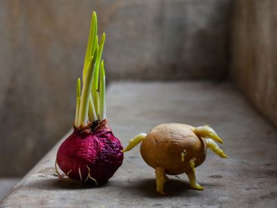 Sprouting Potato And Onion