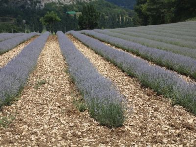 Rows Of Lavender Surrounded By Mulch