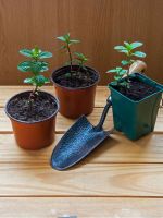 Three Individually Potted Mint Plants