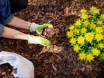 Gardener Placing Mulch Around Yellow Flowers