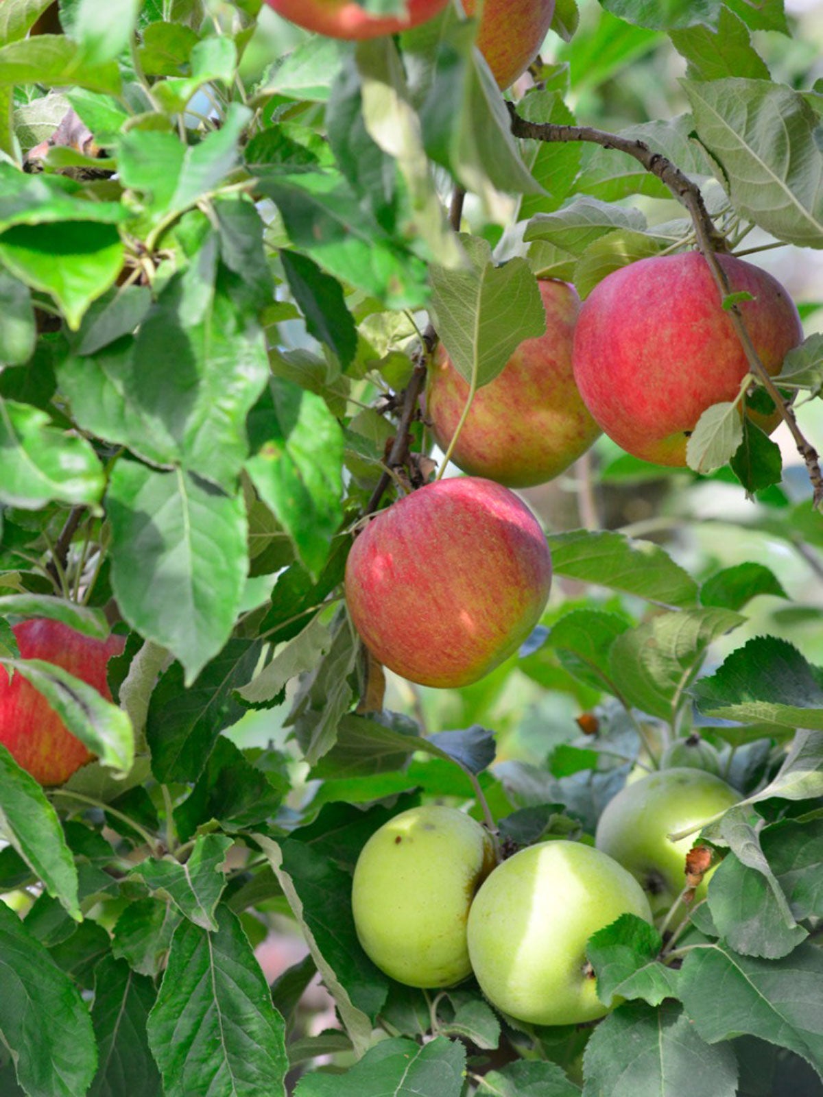 Ensalada de frutas árbol frutal