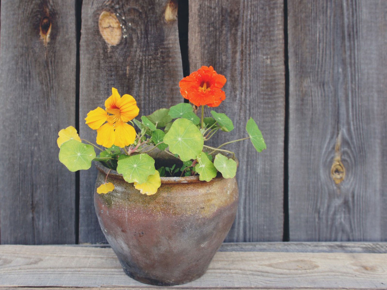 How To Pot Nasturtiums – Container Growing Nasturtium Plants