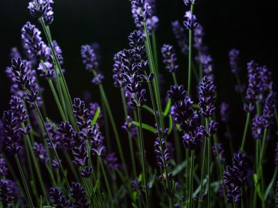 Purple Nighttime Herbs