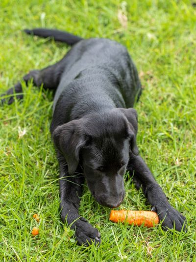 Black Lab Dog Eating A Carrot On The Lawn