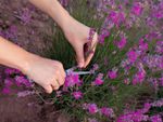 Hands Pruning Pink Flowered Herbs
