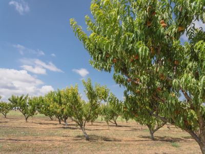 Orchard Of Fruit Trees
