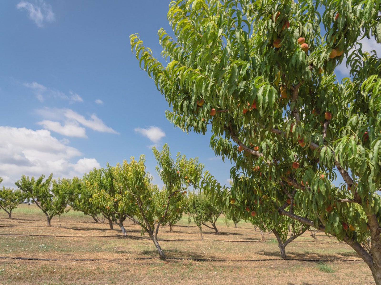 Árboles frutales para el este de kansas
