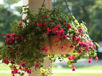 Flowers In A Hanging Basket