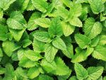 Green Pest Repellent Shade Plants