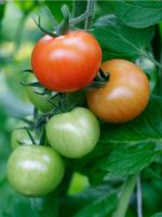 Tomato Plant Full Of Tomatoes