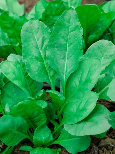 Spinach Plant Growing In The Garden