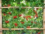 Arched Tomato Trellis Full Of Small Red Tomatoes
