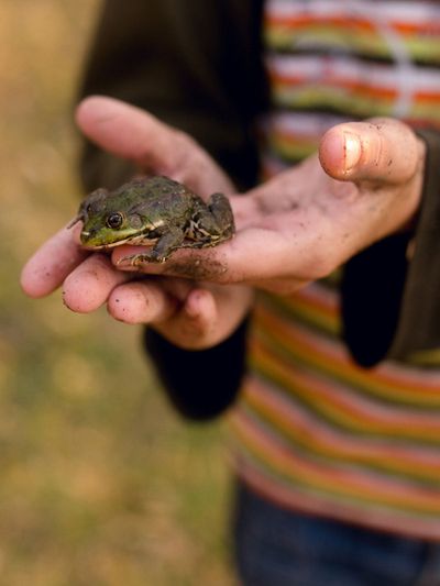 Person Holding A Little Frog