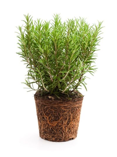 Uprooted Woody Herb Plant