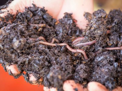 Hands Holding Vermicompost Worms in Compost Soil