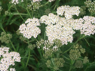 White Flowered Natural Flea Remedy Plants