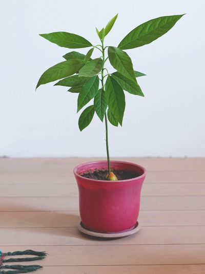 Houseplanted Avocado Tree