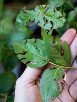 Blueberry Leaves With Pest Damaged