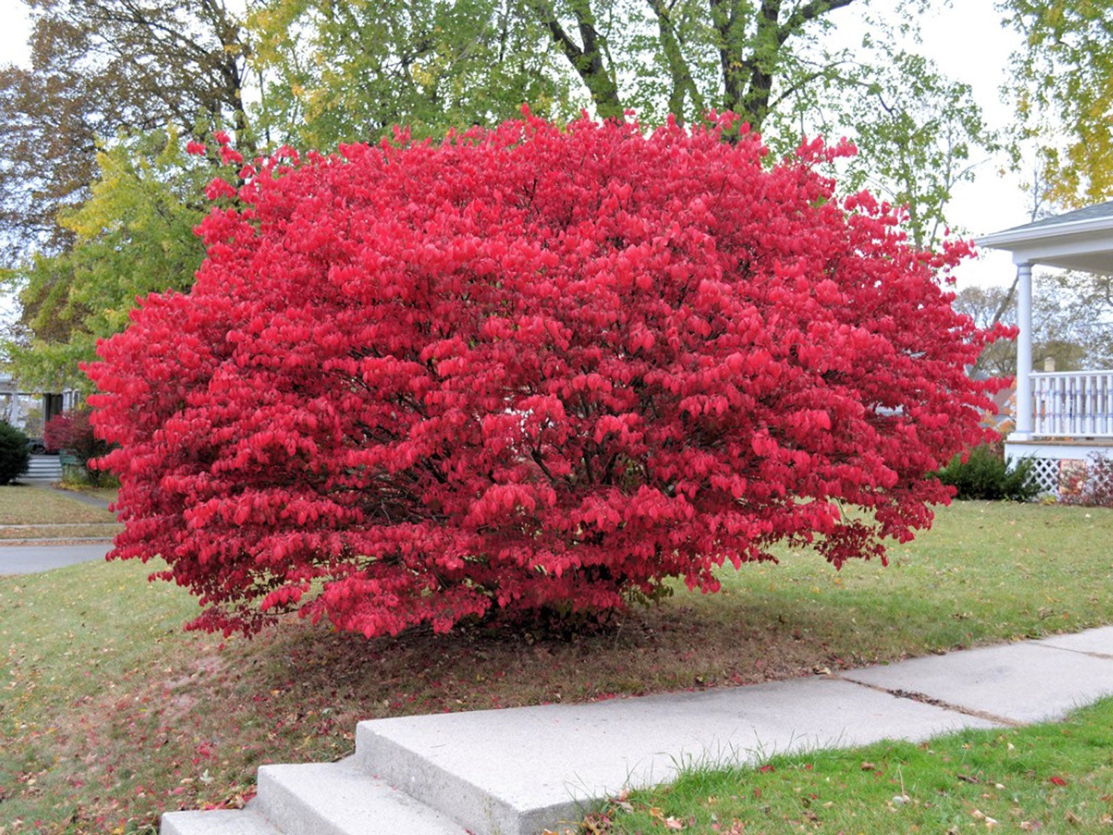 tips & information about burning bush - gardening know how