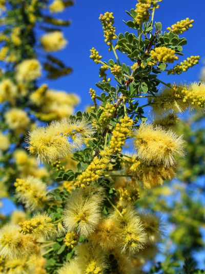Yellow Catclaw Acacia Tree