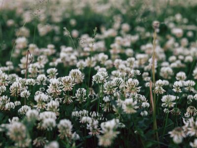 White Flowered Grass