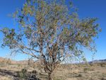 Desert Ironwood Tree