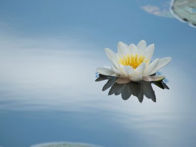 Single White Flower Floating On Water