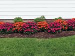 Flower Bed With PInk And Orange Flowers