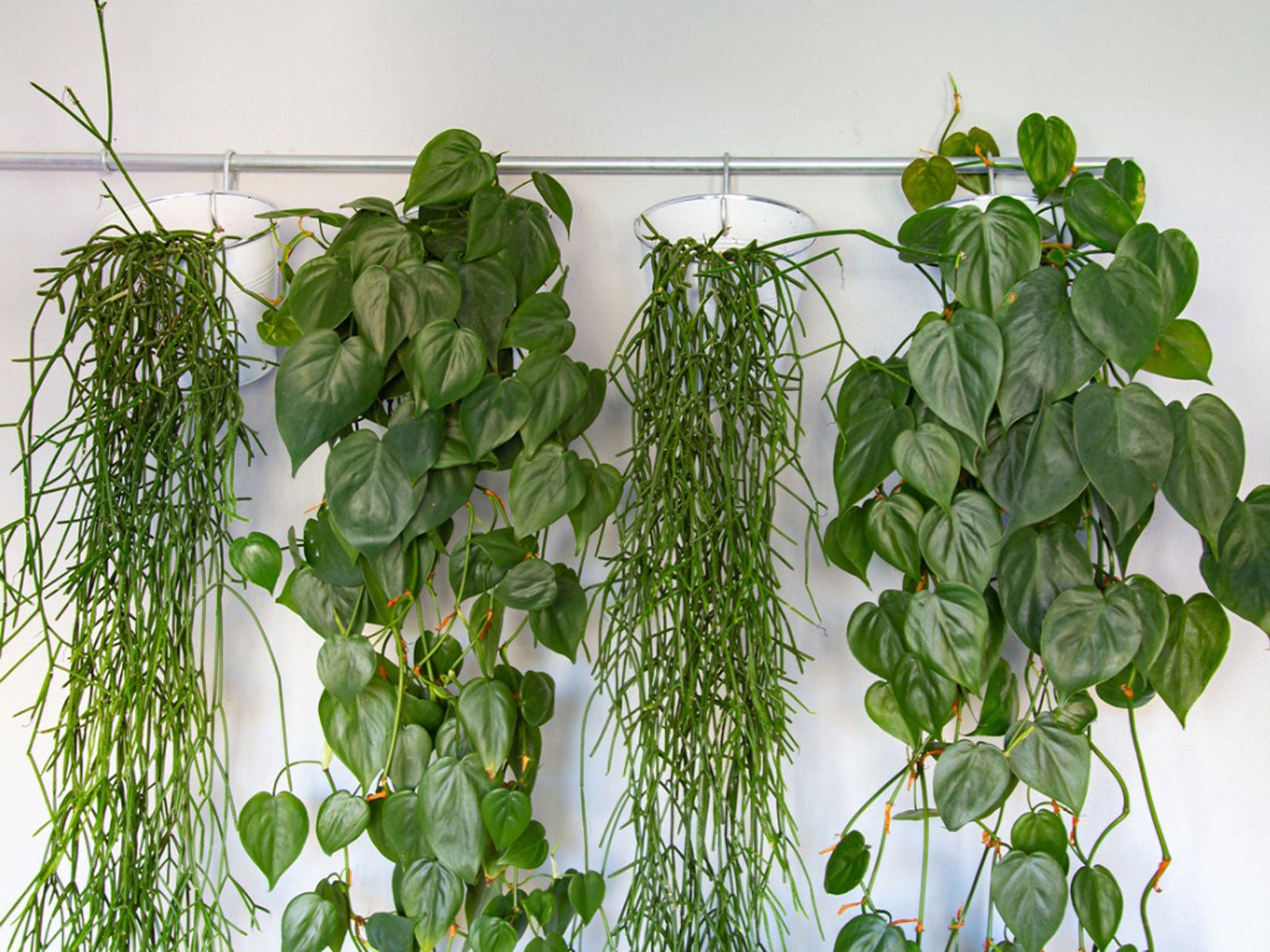 Green Curtain Garden Info: Planting Green Curtains Indoors Or Out