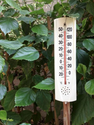 Thermometer In The Garden