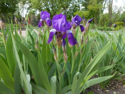 Iris Fusarium Rot On Plant