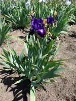 Iris Rust Disease On Iris Plant