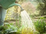 Green Watering Can Watering Garden Plants