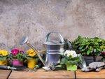 Metal Watering Can Next To Plants And Gardening Tools
