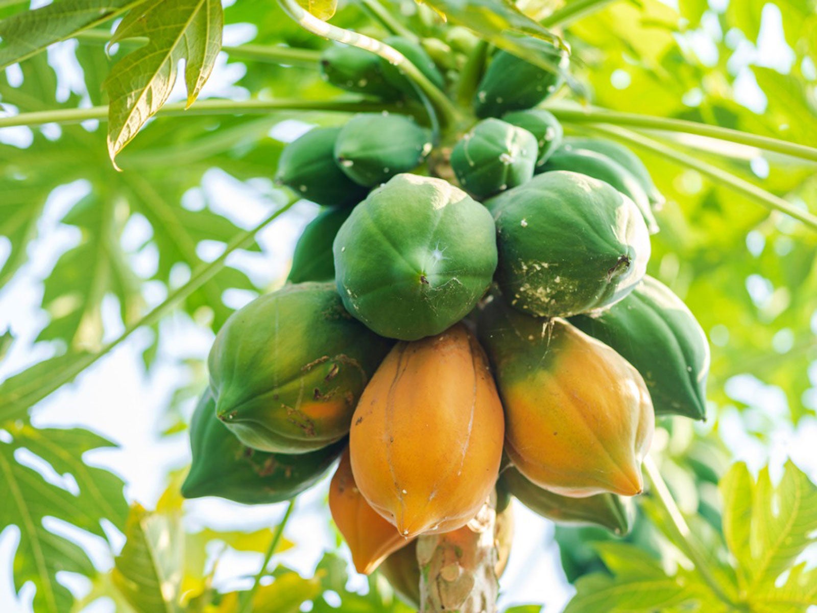 Recolección de frutas del árbol de papaya