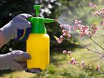 Gloves With Spray Bottle Spraying Pink Budded Tree