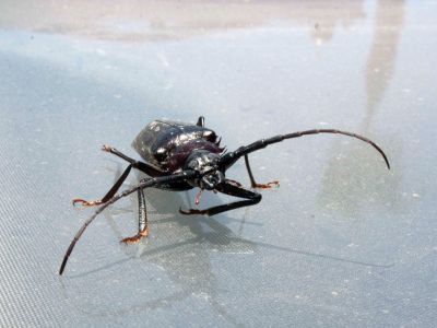 Black Insect With Long Extremities