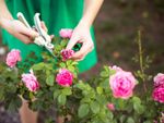 Person Pruning Dead Roses From The Bush